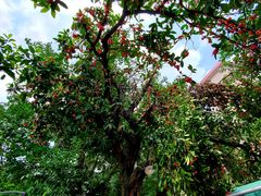 -柴犬高等学院·狗咖·柴犬售卖·宠物训练