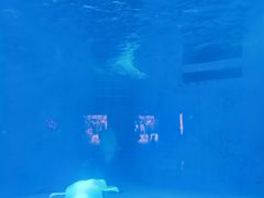 -海合安成都极地海洋公园