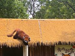 -合肥野生动物园