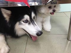 -瑞派动物医院·绝育·犬猫全科·预防医学(光景江南中店)