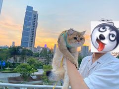 -欣宠猫屋·矮脚拿破仑·蓝金金渐层