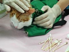 -北京观赏动物医院·24小时大型综合·猫专科·异宠专科