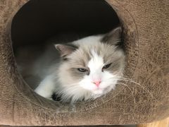 -猫和宫(六道口店)