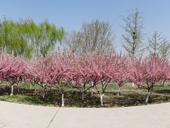 -永定河休闲森林公园