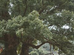 -杨家堂村