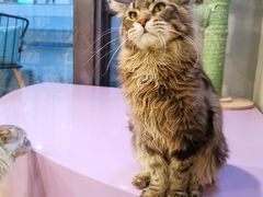 -十年猫舍·猫咪专门店(普陀店)