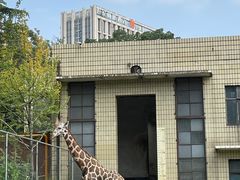 -成都动物园