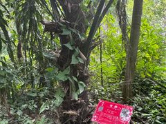 -广西壮族自治区药用植物园