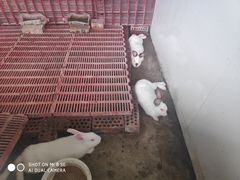 -洪湖家庭农场·团建·露营·会议