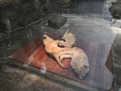 -上海野生动物园