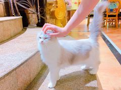 -more than meow吴止猫主题餐厅(承德 中船汇店)