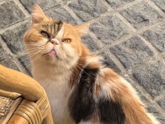 -猫岛主趣味餐厅(鼓浪屿店)