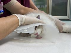 -北京观赏动物医院·24小时大型综合·猫专科·异宠专科