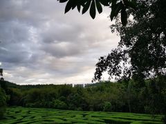 -大屏嶂森林公园