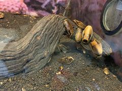 -上海大自然野生昆虫馆(东方明珠·爬宠昆虫探索中心)