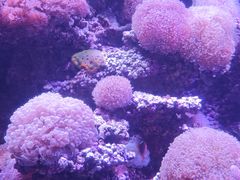 -太平洋海底世界