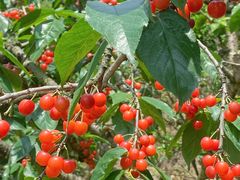 -樱桃山旅游景区