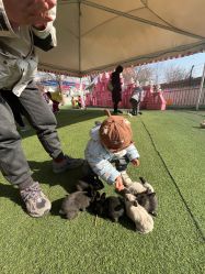 -萌宠亲子动物乐园(槐房万达店)