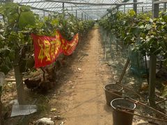 -马陆小张葡萄园农家乐