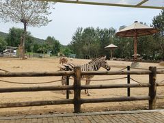 -大连森林动物园