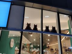 门面-飞行喵MR PILOT|猫舍·猫咖(静安大融城店)
