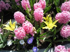 -上海鲜花港
