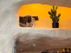 -Sirena海妖日咖夜酒