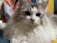 -纳吉亚猫专科动物诊疗中心(蒋宅口分院)