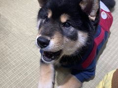 -逗柴咖啡屋·狗咖猫咖宠物桌游