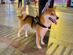 -喜茶(广州中山六路店)