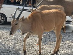 -北京野生动物园