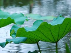 -荔湾湖公园
