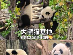 -成都大熊猫繁育研究基地