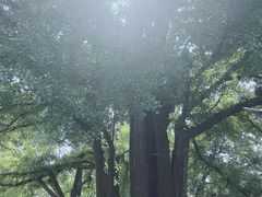 -红螺寺