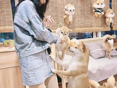 -南京Hallo宠物乐园·哈罗犬舍·柴犬繁育基地