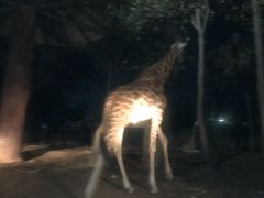 -清迈夜间动物园