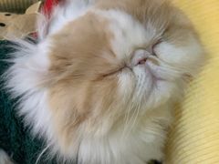 -MOCHA明星猫咖(田子坊店)