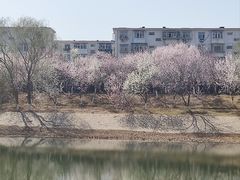 -桃花堤公园