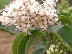 -三圣花乡旅游区