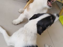 -平行世界·猫咖(首经贸店)