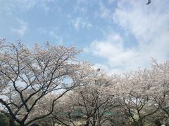 -武汉大学-樱园