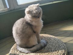 -猫猫幼稚园·撸猫·桌游·电玩