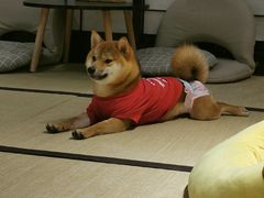 -逗柴咖啡屋·狗咖猫咖宠物桌游