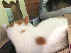 -喵屿·大理花园猫咖