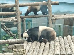 -大连森林动物园
