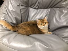 -逗柴咖啡屋·狗咖猫咖宠物桌游