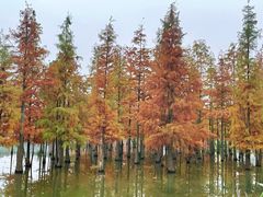 -白鹭湾湿地公园