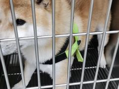 -爱佳宠物中心医院24H·CT·骨外科·猫专科(瑶海万达店)