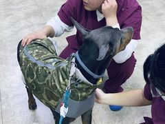 -美联众合动物医院·24h转诊中心