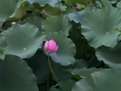 -莲湖公园